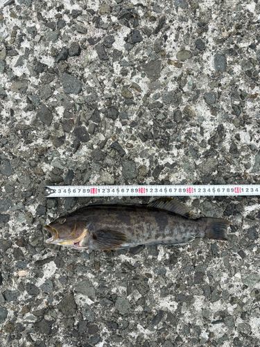 アイナメの釣果