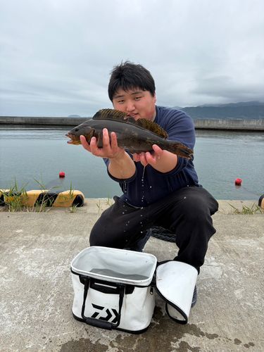 アイナメの釣果