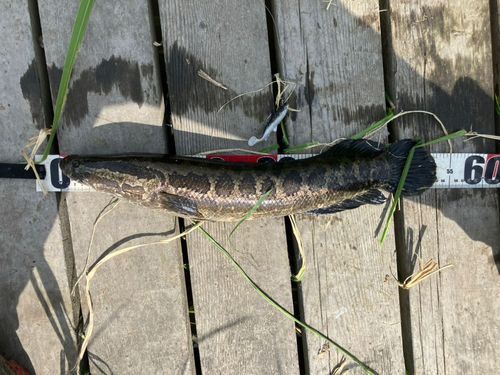 ライギョの釣果