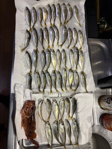 アジの釣果