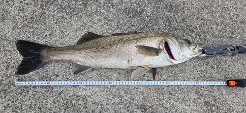 スズキの釣果