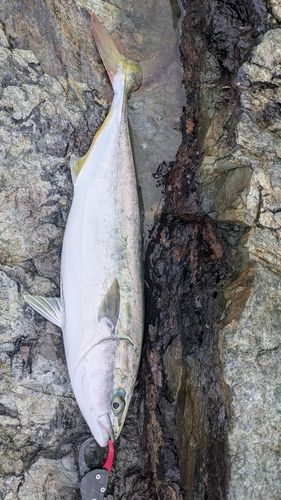 ヤズの釣果