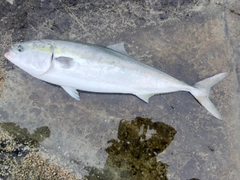 ブリの釣果