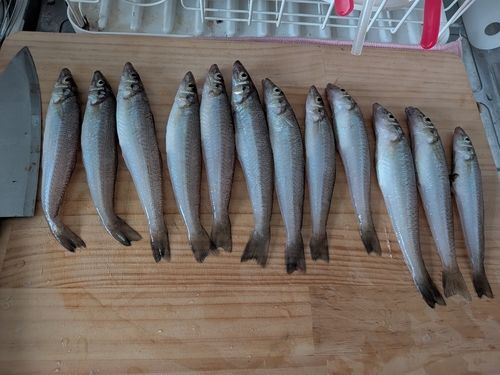 シロギスの釣果