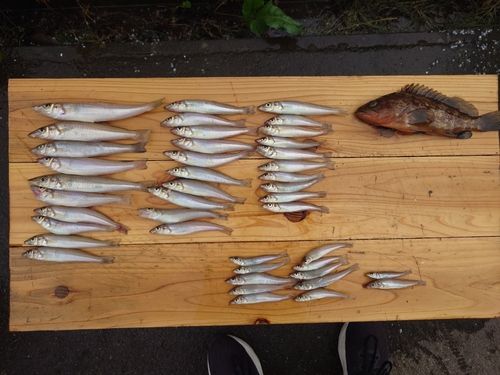 シロギスの釣果