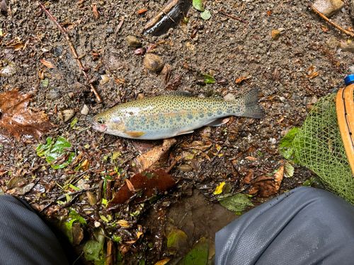 ニジマスの釣果