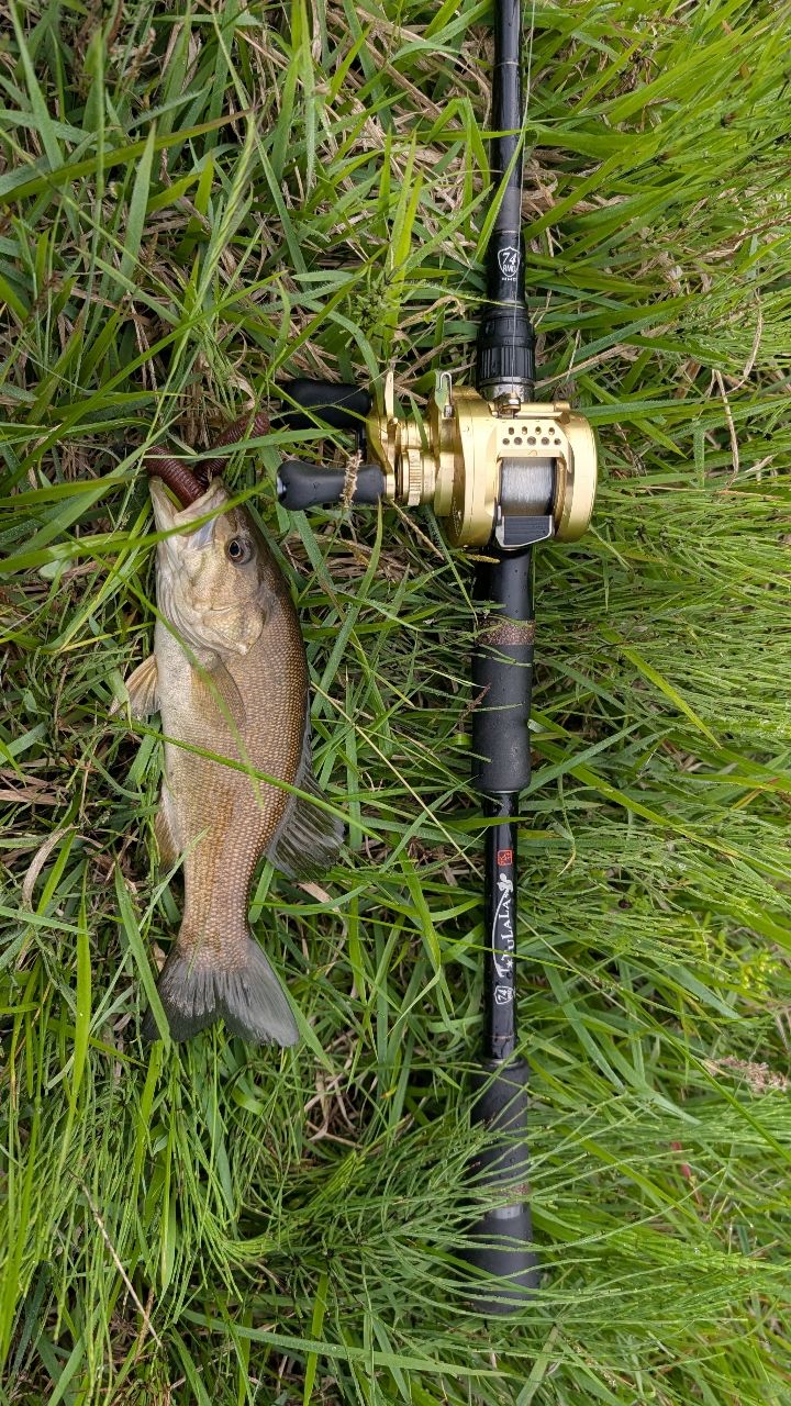 SHIMANO 21カルカッタコンクエスト 101HG LEFTの最安値・インプレ