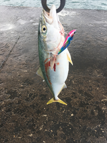 イナダの釣果