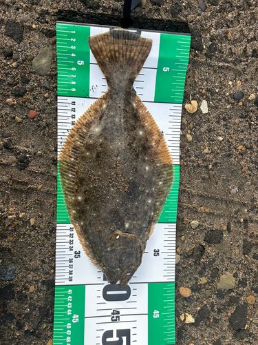 ヒラメの釣果