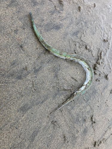ダツの釣果