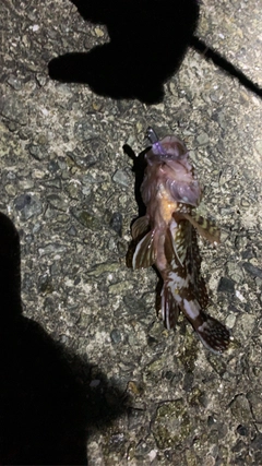ガシラの釣果