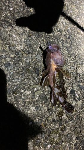 ガシラの釣果