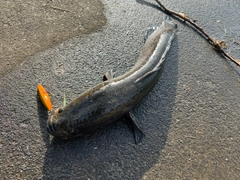 ライギョの釣果