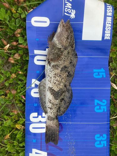 アイナメの釣果