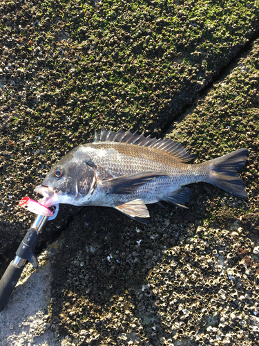 チヌの釣果