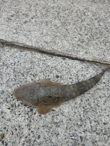マゴチの釣果