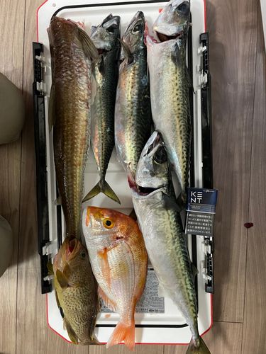 サバの釣果