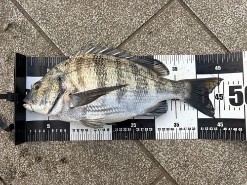 チヌの釣果