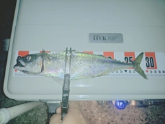 サバの釣果