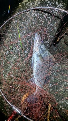 セイゴ（ヒラスズキ）の釣果
