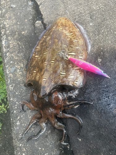 アオリイカの釣果