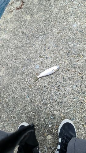 コノシロの釣果