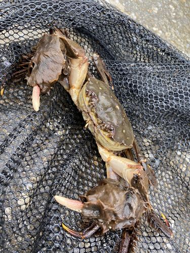 モクズガニの釣果