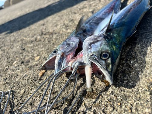 サゴシの釣果