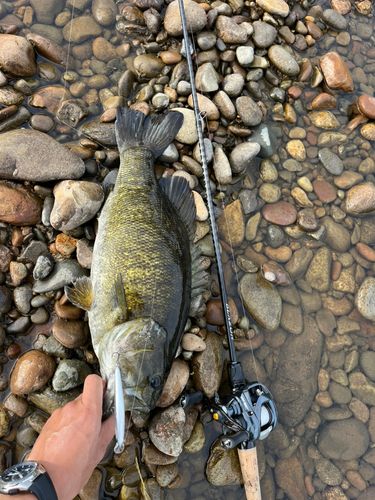 スモールマウスバスの釣果