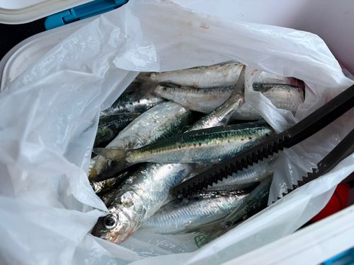 マイワシの釣果