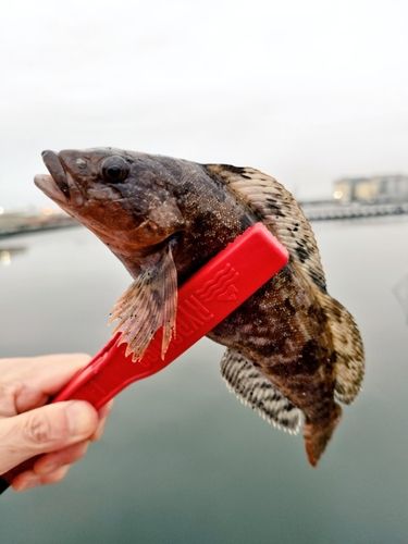 アイナメの釣果