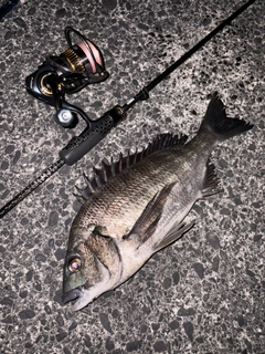 クロダイの釣果
