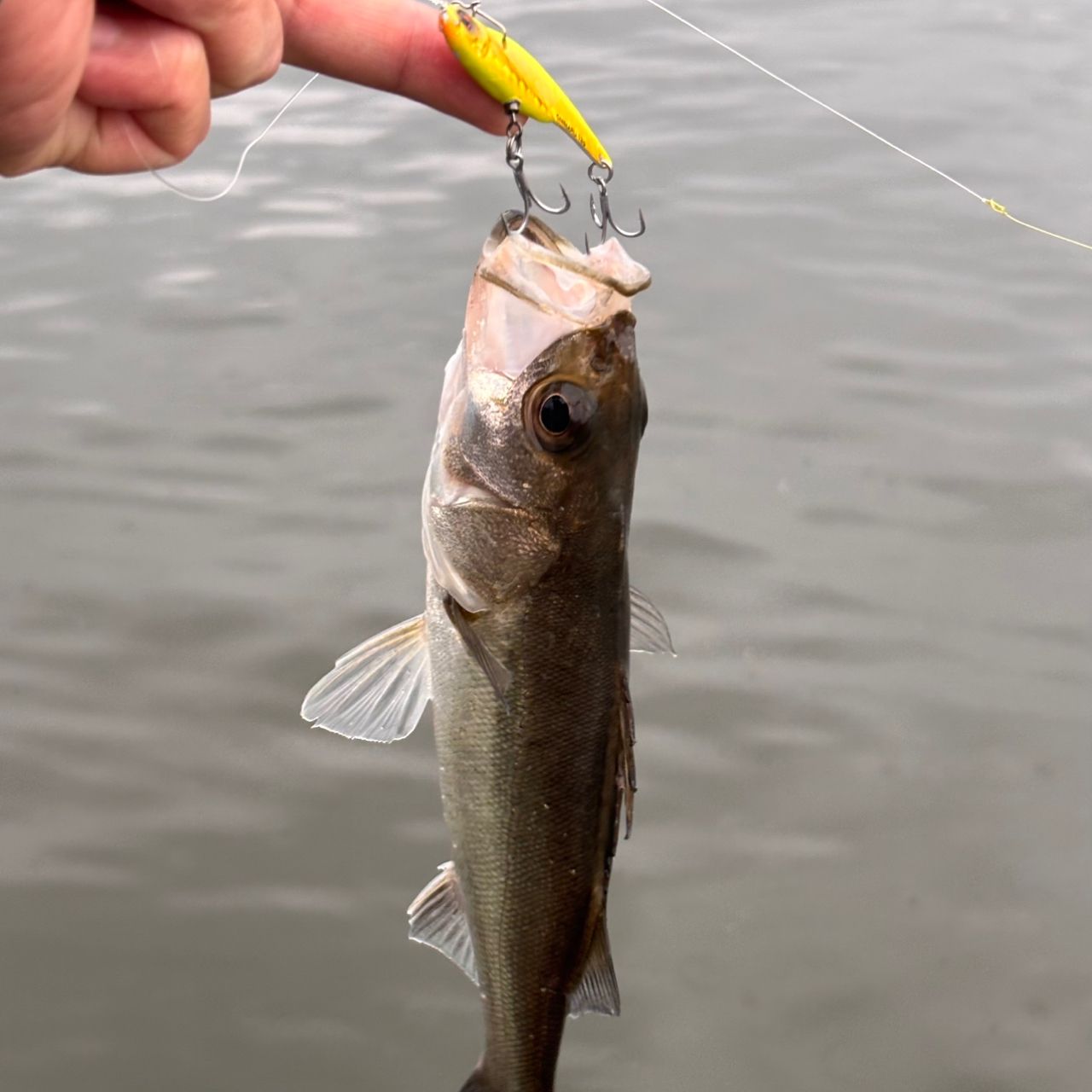 SHIMANO 20ヴァンフォード C3000HGの最安値・インプレ・釣果 | 本音の