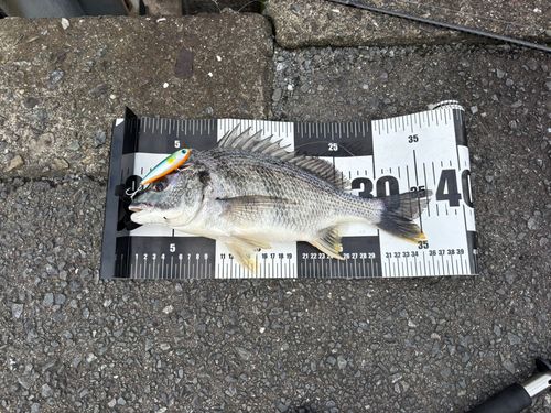 キビレの釣果
