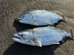 サクラマスの釣果