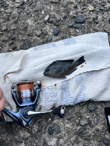 メジナの釣果
