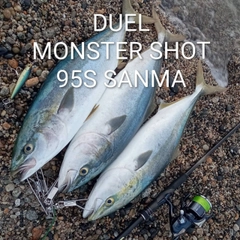 ワラサの釣果