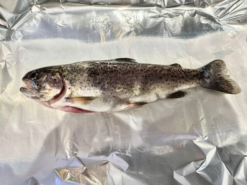 ニジマスの釣果