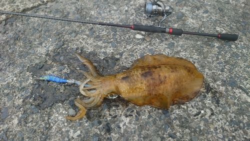 アオリイカの釣果