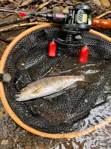 ヤマメの釣果