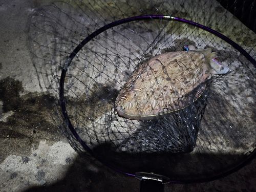 モンゴウイカの釣果