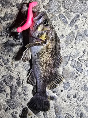 ソイの釣果