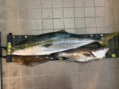 ブリの釣果