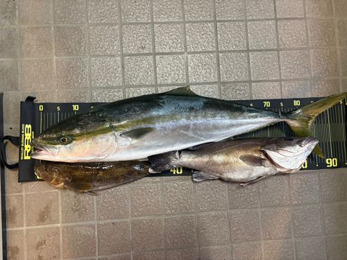 ブリの釣果