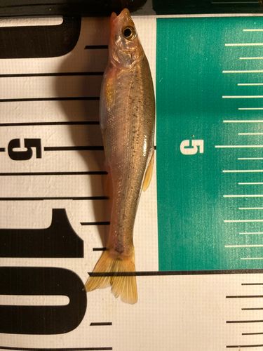 アブラハヤの釣果