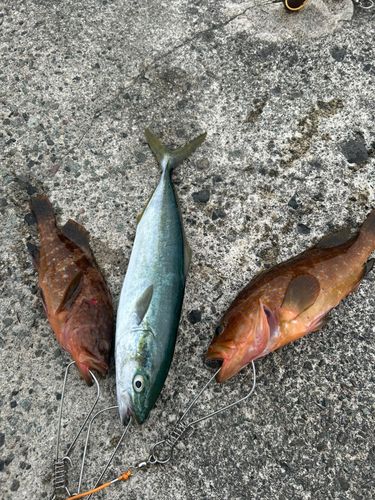 イナダの釣果