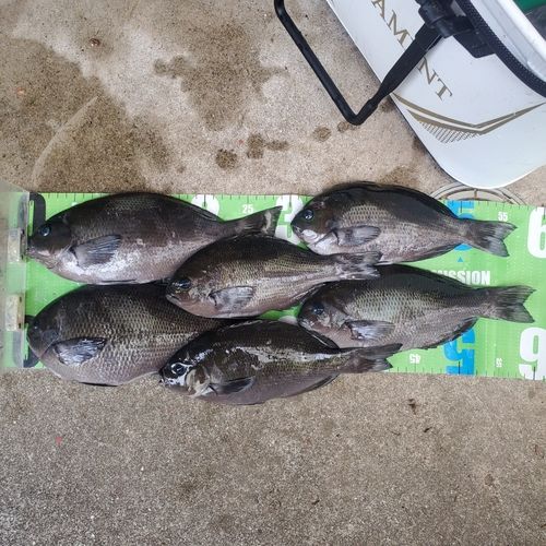 クロの釣果