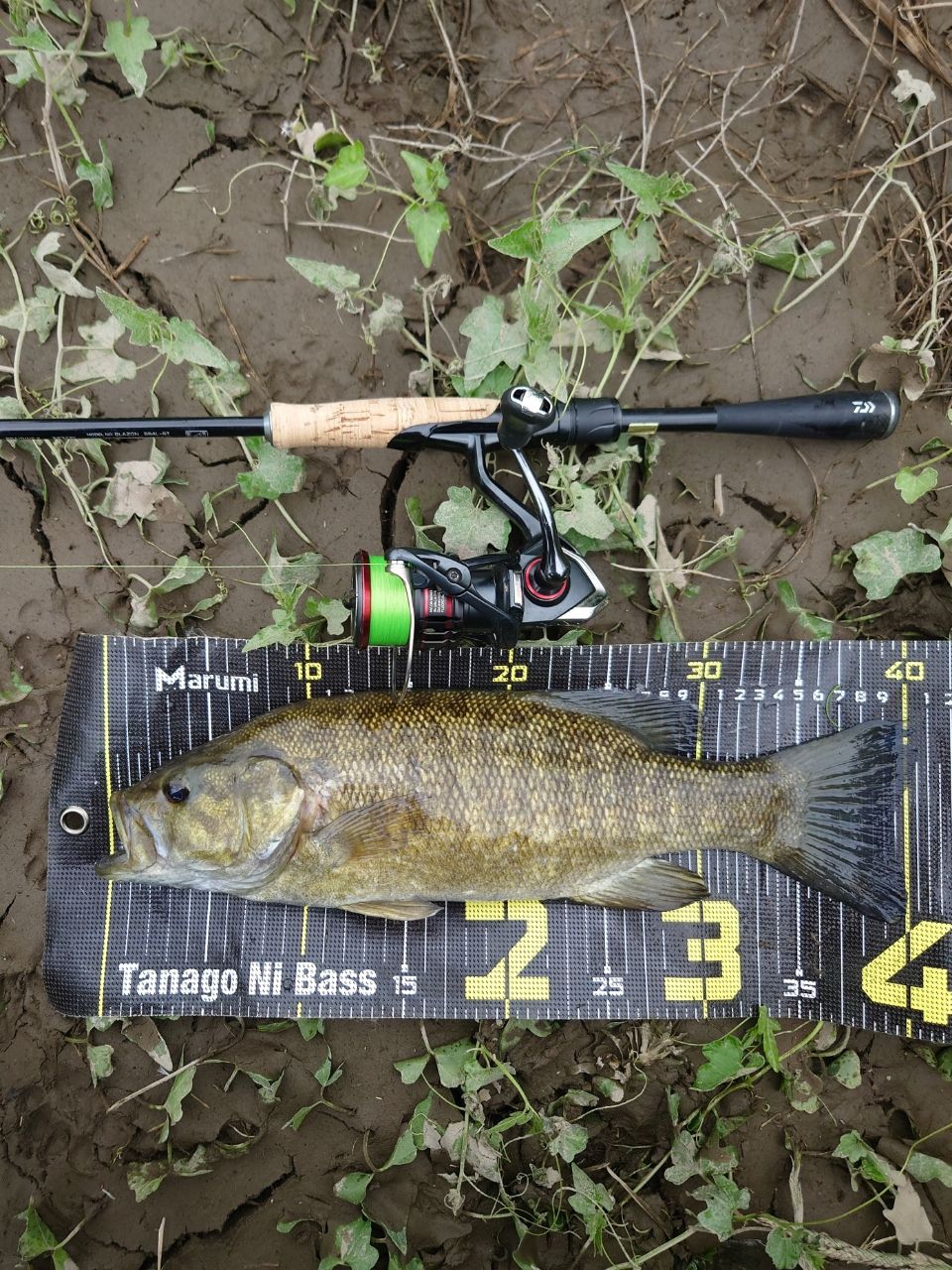 DAIWA 21ブレイゾン S64L-STの最安値・インプレ・釣果 | 本音の口コミ