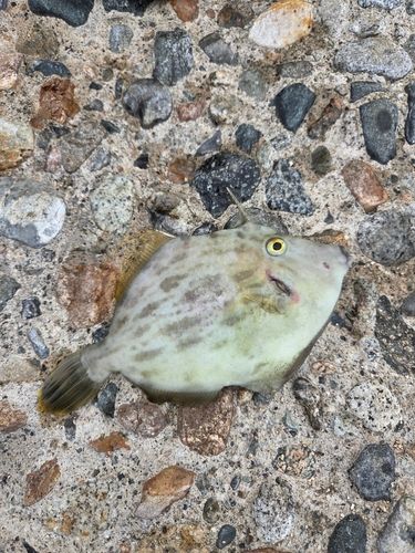 カワハギの釣果