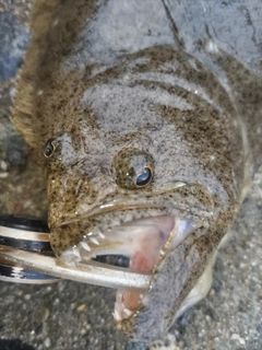 ソゲの釣果